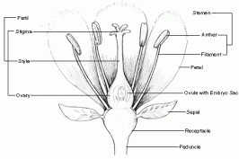 parts_of_flower(3)